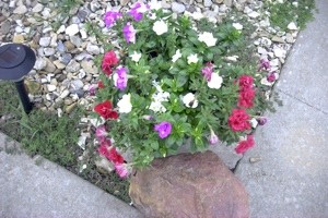 Garden: Pot of Flowers